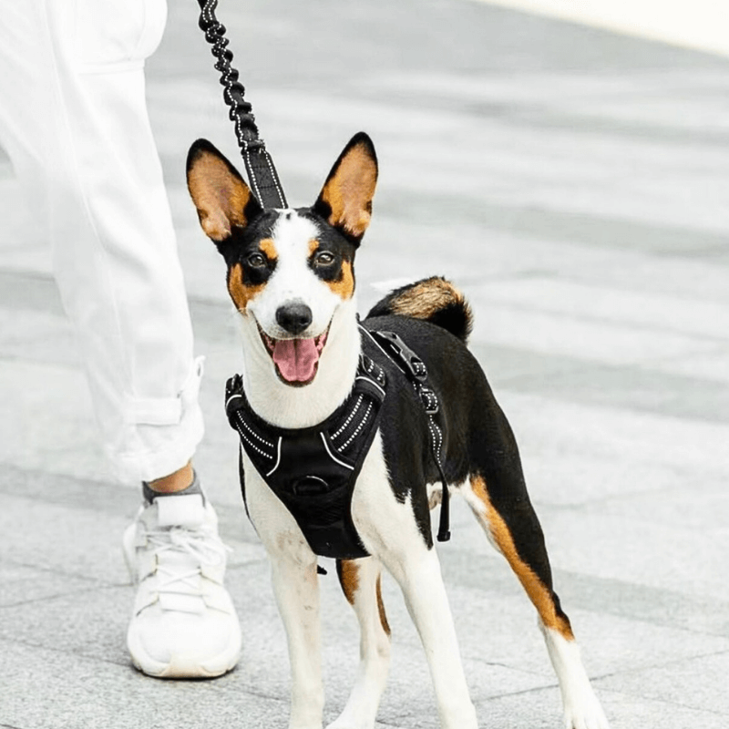 PetAllure™ No-Pull Dog Harness