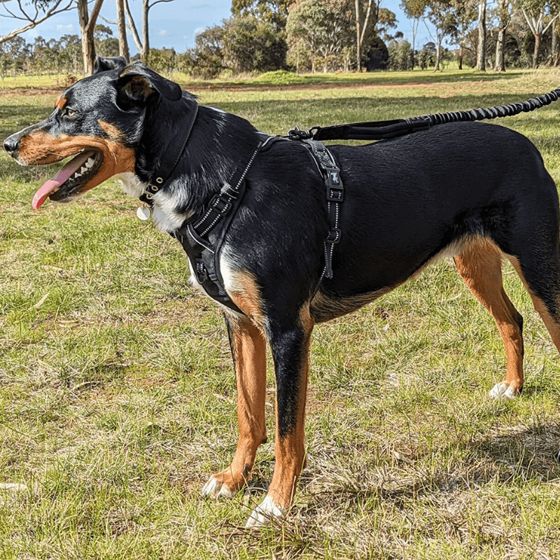 PetAllure™ No-Pull Dog Harness