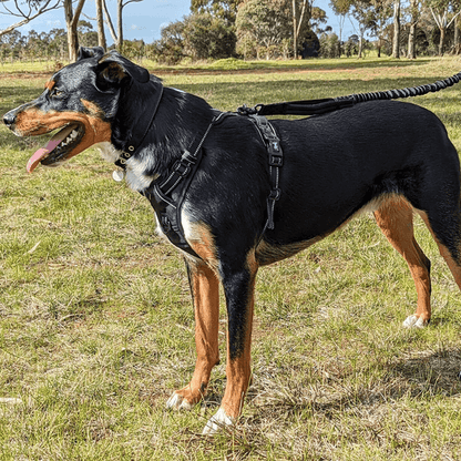 PetAllure™ No-Pull Dog Harness