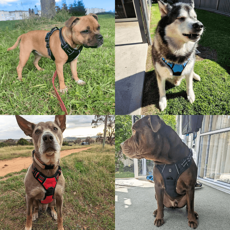 PetAllure™ No-Pull Dog Harness
