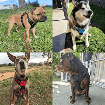 PetAllure™ No-Pull Dog Harness