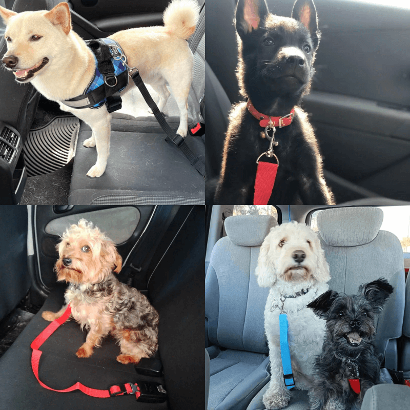 PetAllure™ Dog Car Seat Belt